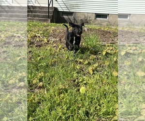 Labrador Retriever Puppy for sale in HYDE PARK, MA, USA