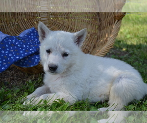 German Shepherd Dog Puppy for Sale in GREENWOOD, Wisconsin USA