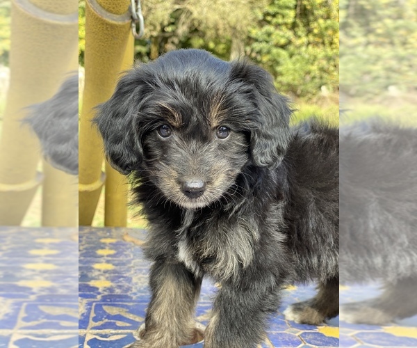 Medium Photo #7 Aussiedoodle-Aussiedoodle Miniature  Mix Puppy For Sale in MONTECITO, CA, USA