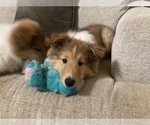 Small Photo #1 Collie Puppy For Sale in SOMERSET, CO, USA