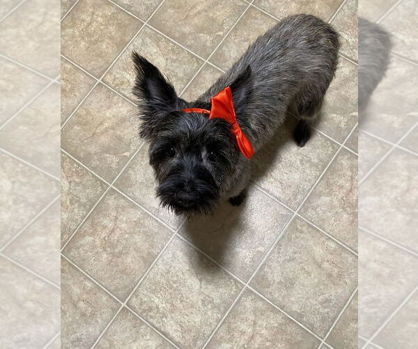 Medium Photo #1 Cairn Terrier-Unknown Mix Puppy For Sale in Springdale, PA, USA