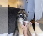 Puppy 1 Alaskan Husky-Presa Canario Mix