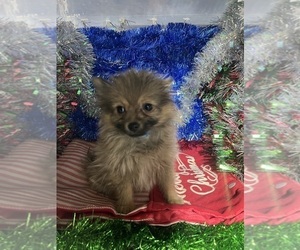 Pomeranian Puppy for sale in DURHAM, CT, USA