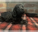 Small Photo #72 Labradoodle Puppy For Sale in LOS ANGELES, CA, USA