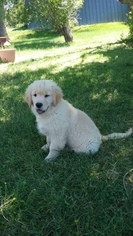 Golden Retriever Puppy for sale in OELRICHS, SD, USA