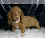 Small #2 Dachshund