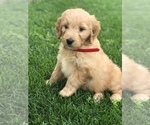 Small Photo #2 Goldendoodle Puppy For Sale in BOWLING GREEN, KY, USA
