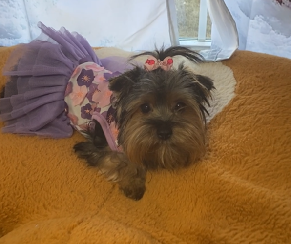 Medium Photo #2 Yorkshire Terrier Puppy For Sale in BETHLEHEM, GA, USA