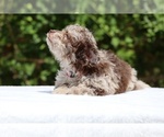 Small #5 ShihPoo