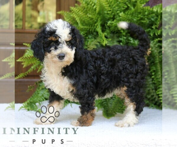 Medium Photo #4 Bernedoodle (Miniature) Puppy For Sale in NARVON, PA, USA