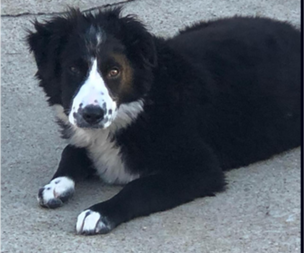 Medium Photo #1 Miniature Australian Shepherd Puppy For Sale in BROOKER, FL, USA