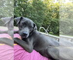 Small #1 Great Dane Mix