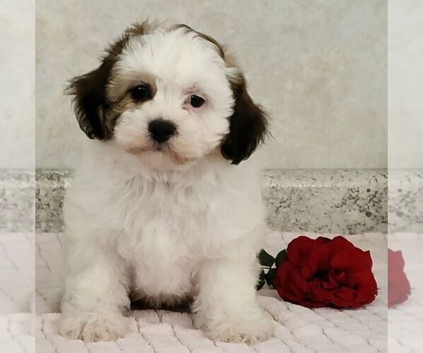 Medium Photo #1 Zuchon Puppy For Sale in ARTHUR, IL, USA