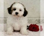 Image preview for Ad Listing. Nickname: Willow