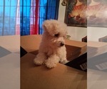 Small #1 Poodle (Toy)