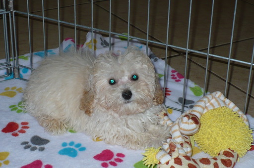 Medium Photo #1 Poodle (Toy) Puppy For Sale in TUCSON, AZ, USA