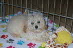 Small Photo #1 Poodle (Toy) Puppy For Sale in TUCSON, AZ, USA