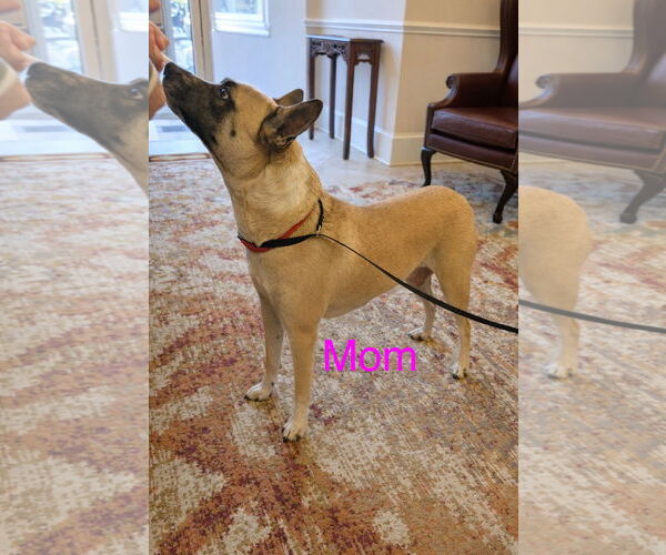 Medium Photo #8 American Staffordshire Terrier-Catahoula Leopard Dog Mix Puppy For Sale in Holly Springs, NC, USA