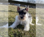 Small Photo #1 Schnauzer (Miniature) Puppy For Sale in CANOGA, NY, USA