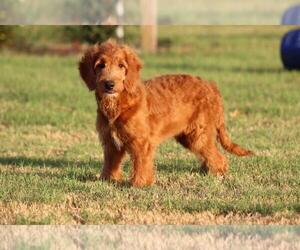 Goldendoodle Puppy for sale in ITASCA, TX, USA
