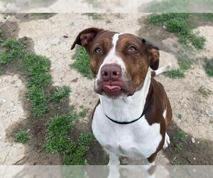 Labrador Retriever-Unknown Mix Dogs for adoption in Orange, CA, USA