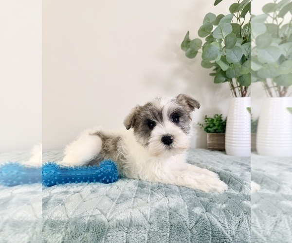 Medium Photo #1 Schnauzer (Miniature) Puppy For Sale in GREENFIELD, IN, USA