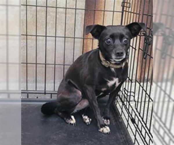 Medium Photo #1 Chihuahua-Unknown Mix Puppy For Sale in Lodi, CA, USA