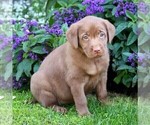 Small #2 Labrador Retriever