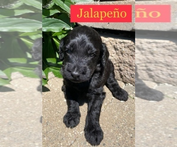 Medium Photo #2 Goldendoodle Puppy For Sale in MAYWOOD, IL, USA