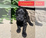 Small Photo #2 Goldendoodle Puppy For Sale in MAYWOOD, IL, USA
