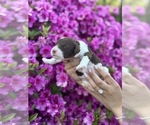 Small #10 Poodle (Standard)