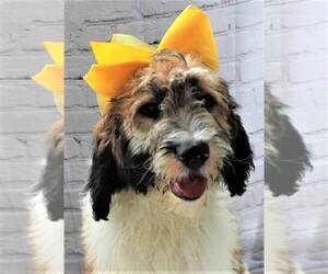 Poodle (Standard)-Saint Berdoodle Mix Puppy for sale in HOLDEN, MO, USA
