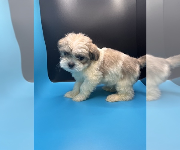 Medium Photo #9 Maltipoo-Shih Tzu Mix Puppy For Sale in SAINT AUGUSTINE, FL, USA