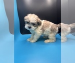 Small Photo #9 Maltipoo-Shih Tzu Mix Puppy For Sale in SAINT AUGUSTINE, FL, USA