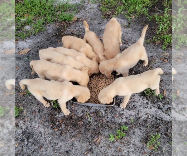 Medium Photo #1 Golden Shepherd Puppy For Sale in FORT MC COY, FL, USA