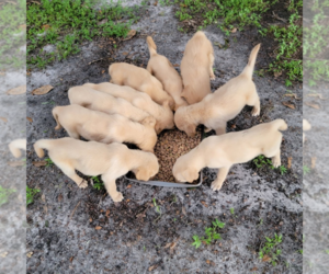 Medium Golden Shepherd