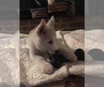 Small Photo #2 Pomsky-Siberian Husky Mix Puppy For Sale in PLAINWELL, MI, USA