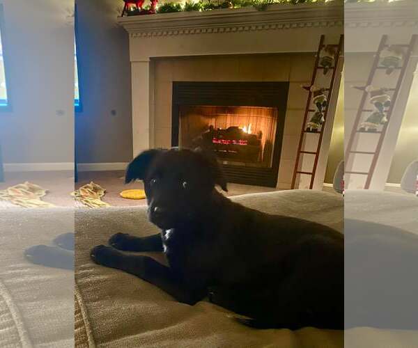 Medium Photo #5 German Shepherd Dog-Unknown Mix Puppy For Sale in Stephens City, VA, USA