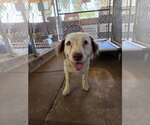 Small Border Collie Mix