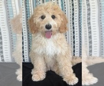 Puppy Maria Australian Labradoodle