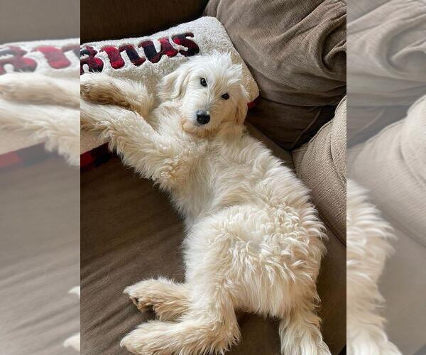 Medium Photo #3 Goldendoodle Puppy For Sale in GALT, CA, USA
