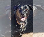 Small #4 Labrador Retriever Mix