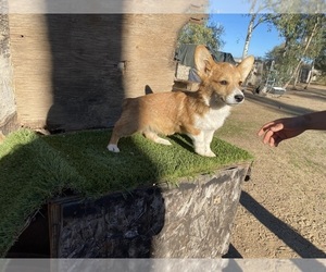 Pembroke Welsh Corgi Puppy for sale in EL CAJON, CA, USA