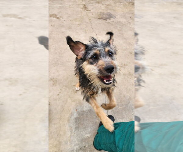 Medium Photo #4 Border Terrier-Unknown Mix Puppy For Sale in Oak Bluffs, MA, USA