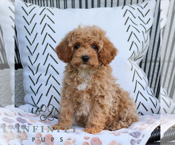 Medium Photo #1 Cavapoo (Miniature) Puppy For Sale in ELIZABETHTOWN, PA, USA