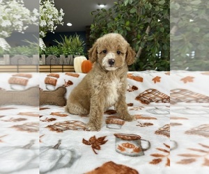 Bernedoodle (Miniature) Puppy for sale in GREENFIELD, IN, USA