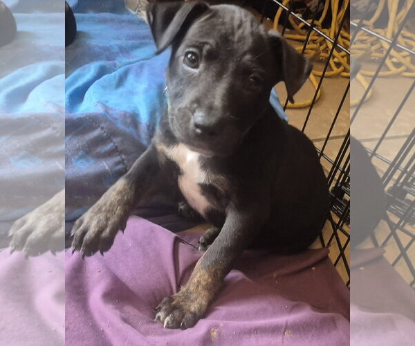 Medium Photo #1 Labrador Retriever-Unknown Mix Puppy For Sale in The Woodlands, TX, USA