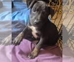 Small Labrador Retriever Mix