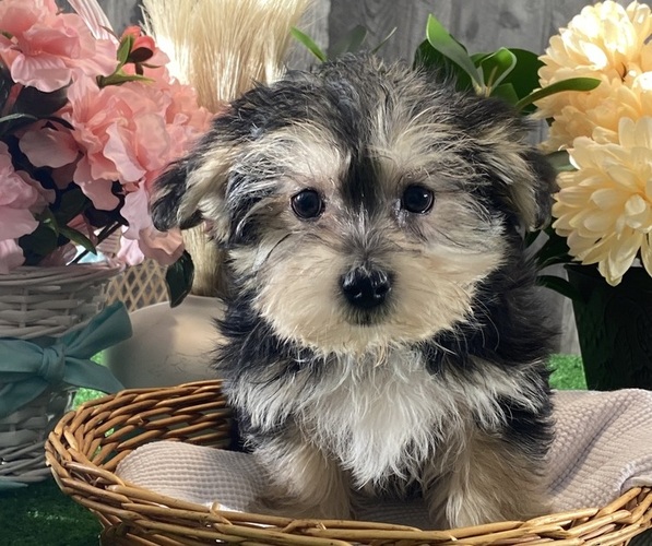Medium Photo #3 Morkie Puppy For Sale in CANOGA, NY, USA