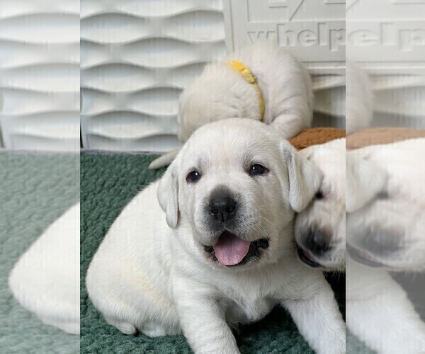 Medium Photo #33 Labrador Retriever Puppy For Sale in GLENDALE, CA, USA